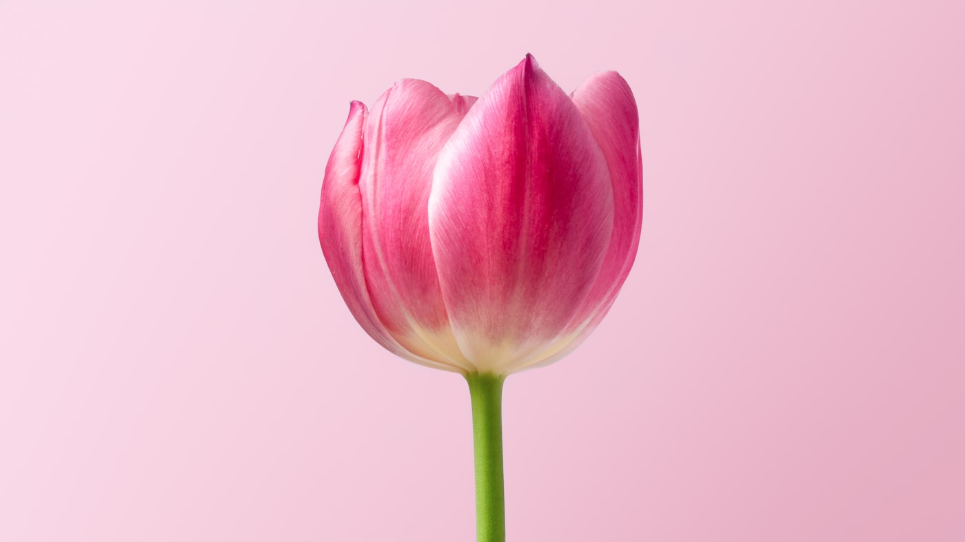 Bloemisterij Zuster Clivia